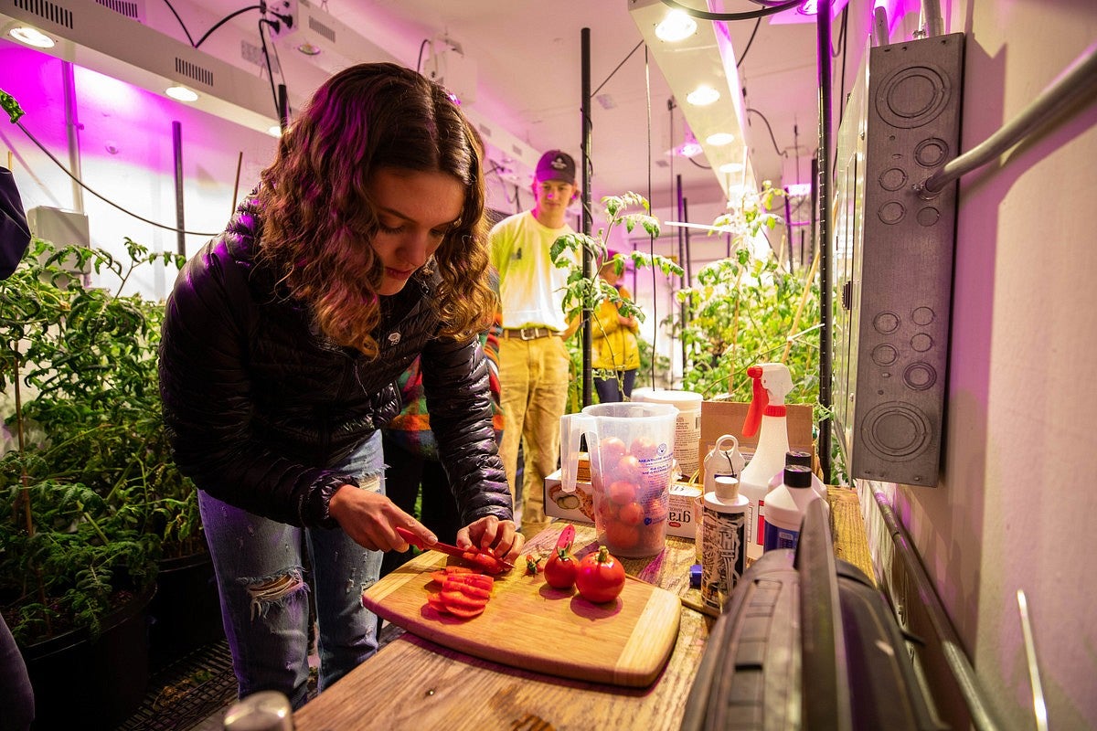 students harvest vegetables from a grow pod