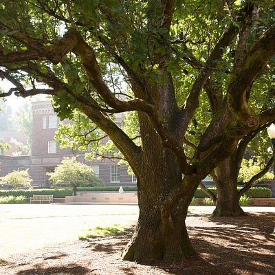Photo of tree on campus